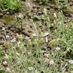 Vittadinia (genus) (Fuzzweed) at O'Malley, ACT - 15 Dec 2018 by Mike
