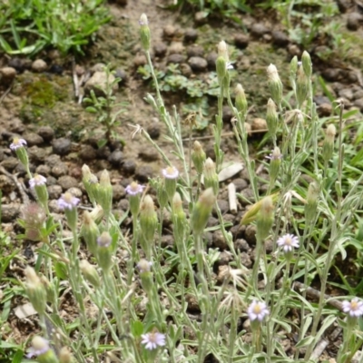 Vittadinia (genus) (Fuzzweed) at O'Malley, ACT - 15 Dec 2018 by Mike