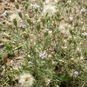 Vittadinia sp. at O'Malley, ACT - 15 Dec 2018 02:14 PM