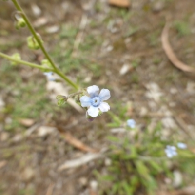 Cynoglossum australe (Australian Forget-me-not) at O'Malley, ACT - 15 Dec 2018 by Mike