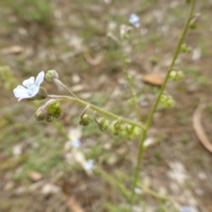 Cynoglossum australe at O'Malley, ACT - 15 Dec 2018