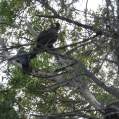 Zanda funerea (Yellow-tailed Black-Cockatoo) at Fyshwick, ACT - 17 Dec 2018 by tom.tomward@gmail.com