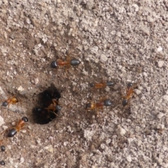 Camponotus consobrinus (Banded sugar ant) at O'Malley, ACT - 15 Dec 2018 by Mike