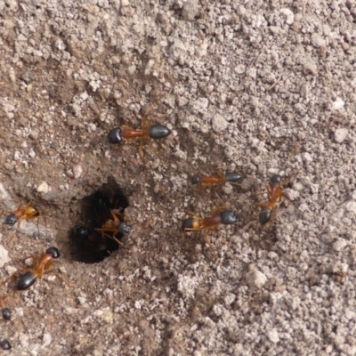 Camponotus consobrinus (Banded sugar ant) at Mount Mugga Mugga - 15 Dec 2018 by Mike