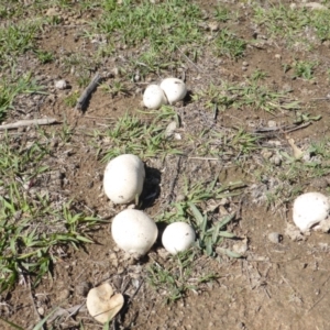 zz puffball at Symonston, ACT - 17 Dec 2018 08:45 AM