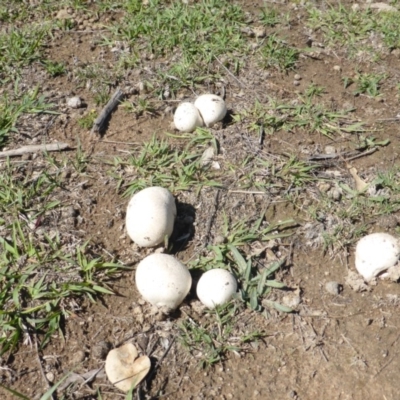 zz puffball at Mount Mugga Mugga - 16 Dec 2018 by Mike