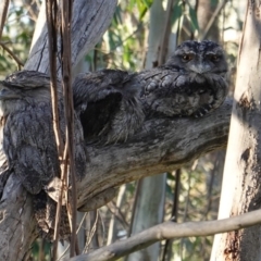 Podargus strigoides (Tawny Frogmouth) at GG99 - 17 Dec 2018 by JackyF