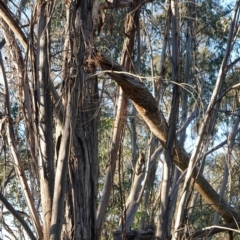 Podargus strigoides at Hughes, ACT - 17 Dec 2018 07:22 PM