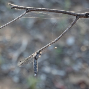 Suhpalacsa sp. (genus) at Deakin, ACT - 17 Dec 2018 07:31 PM