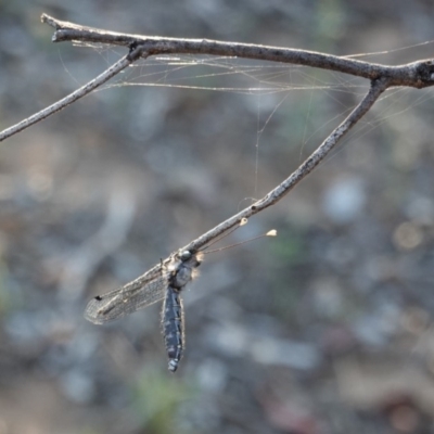 Suhpalacsa sp. (genus) (Owlfly) at Hughes Grassy Woodland - 17 Dec 2018 by JackyF
