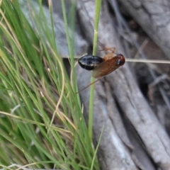 Camponotus consobrinus (Banded sugar ant) at Hughes Grassy Woodland - 17 Dec 2018 by JackyF
