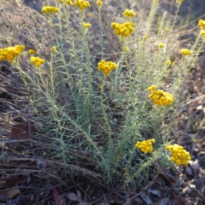 Chrysocephalum semipapposum (Clustered Everlasting) at Hughes Grassy Woodland - 17 Dec 2018 by JackyF