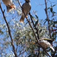 Manorina melanocephala (Noisy Miner) at Hughes Grassy Woodland - 17 Dec 2018 by JackyF