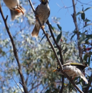 Manorina melanocephala at Deakin, ACT - 17 Dec 2018