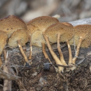 Lentinus arcularius at Dunlop, ACT - 17 Dec 2018