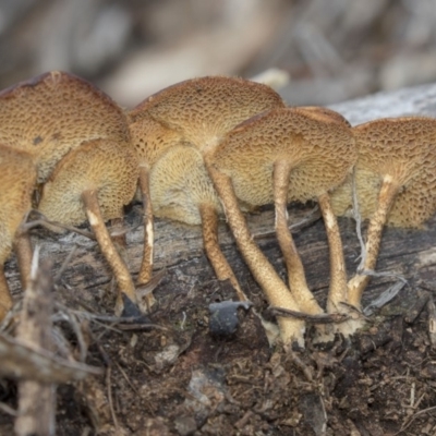 Lentinus arcularius (Fringed Polypore) at Dunlop, ACT - 17 Dec 2018 by AlisonMilton