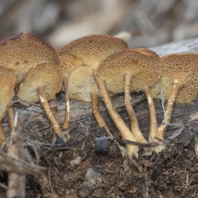 Lentinus arcularius (Fringed Polypore) at The Pinnacle - 17 Dec 2018 by Alison Milton