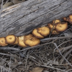 Lentinus arcularius at Dunlop, ACT - 17 Dec 2018