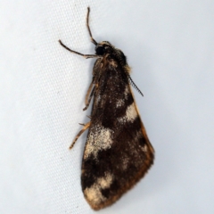 Anestia (genus) (A tiger moth) at O'Connor, ACT - 3 Dec 2018 by ibaird