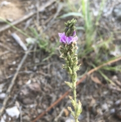 Cullen microcephalum (Dusky Scurf-pea) at Griffith Woodland - 17 Dec 2018 by ianandlibby1