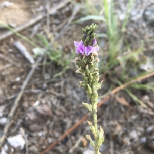 Cullen microcephalum at Griffith, ACT - 18 Dec 2018