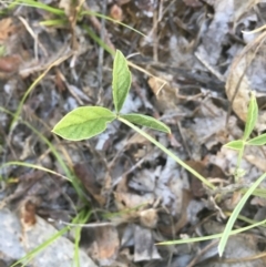 Cullen microcephalum at Griffith, ACT - 18 Dec 2018 07:10 AM