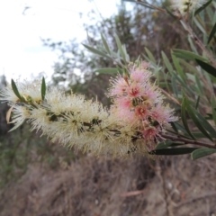 Callistemon sieberi (River Bottlebrush) at Gigerline Nature Reserve - 9 Dec 2018 by michaelb