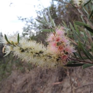 Callistemon sieberi at Paddys River, ACT - 9 Dec 2018 08:50 PM