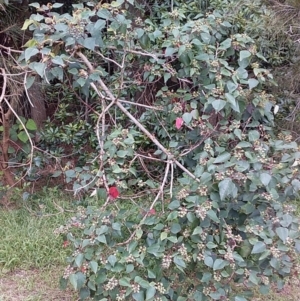 Homalanthus populifolius at Bawley Point, NSW - 18 Dec 2018 07:52 AM