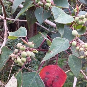 Homalanthus populifolius at Bawley Point, NSW - 18 Dec 2018 07:52 AM