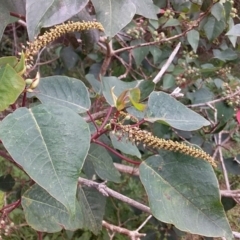 Homalanthus populifolius at Bawley Point, NSW - 18 Dec 2018 07:52 AM