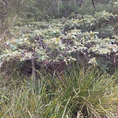 Androcalva fraseri (Brush Kurrajong) at Bawley Point, NSW - 24 Dec 2018 by GLemann