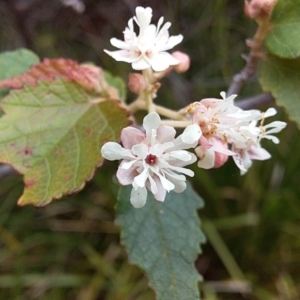 Androcalva fraseri at Bawley Point, NSW - 24 Dec 2018