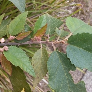 Androcalva fraseri at Bawley Point, NSW - 24 Dec 2018 11:02 AM