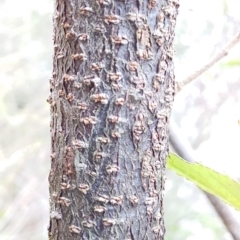 Androcalva fraseri at Bawley Point, NSW - 24 Dec 2018 11:02 AM