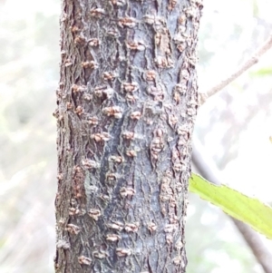 Androcalva fraseri at Bawley Point, NSW - 24 Dec 2018 11:02 AM
