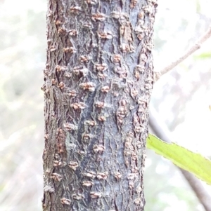 Androcalva fraseri at Bawley Point, NSW - 24 Dec 2018