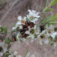 Phyllotocus marginipennis at Paddys River, ACT - 9 Dec 2018