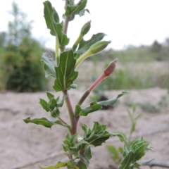 Oenothera indecora subsp. bonariensis (Small-flower Evening Primrose) at Tharwa, ACT - 9 Dec 2018 by MichaelBedingfield