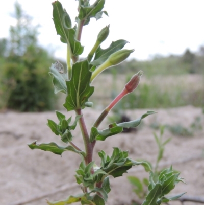 Oenothera indecora subsp. bonariensis (Small-flower Evening Primrose) at Tharwa, ACT - 9 Dec 2018 by MichaelBedingfield