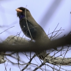 Eurystomus orientalis (Dollarbird) at Amaroo, ACT - 7 Dec 2018 by BIrdsinCanberra