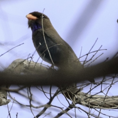 Eurystomus orientalis (Dollarbird) at Amaroo, ACT - 8 Dec 2018 by BIrdsinCanberra