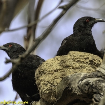 Corcorax melanorhamphos (White-winged Chough) at Forde, ACT - 8 Dec 2018 by JonSteinbeck