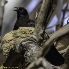 Corcorax melanorhamphos at Forde, ACT - 8 Dec 2018