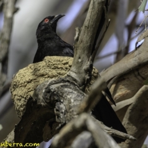 Corcorax melanorhamphos at Forde, ACT - 8 Dec 2018