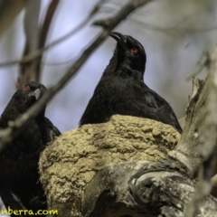 Corcorax melanorhamphos at Forde, ACT - 8 Dec 2018