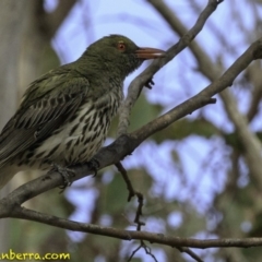 Oriolus sagittatus (Olive-backed Oriole) at Amaroo, ACT - 7 Dec 2018 by BIrdsinCanberra