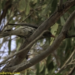 Oriolus sagittatus at Amaroo, ACT - 8 Dec 2018