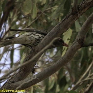 Oriolus sagittatus at Amaroo, ACT - 8 Dec 2018