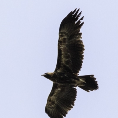 Aquila audax (Wedge-tailed Eagle) at Mulligans Flat - 7 Dec 2018 by BIrdsinCanberra